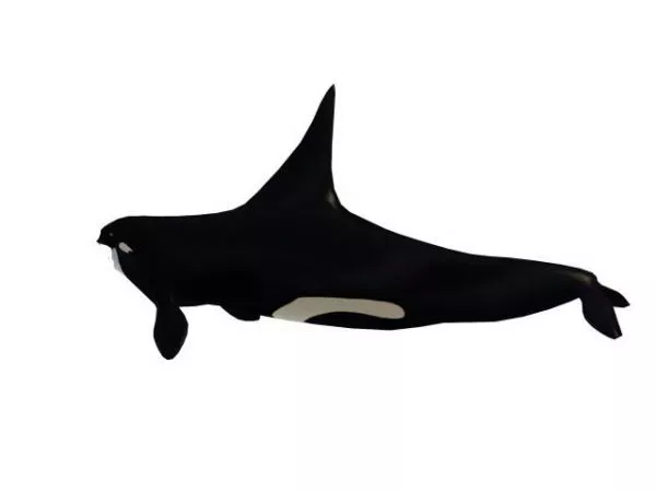 Giant Sea Humpback Whale 3d model