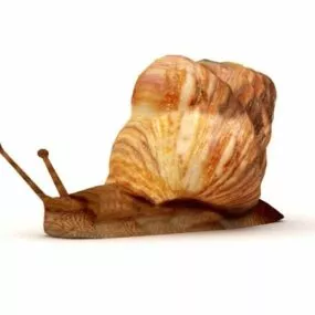 Land Snail Animal 3d model