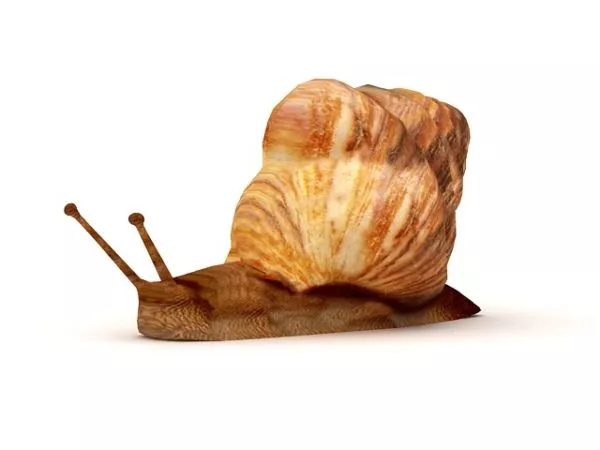 Snail Robot 3d model