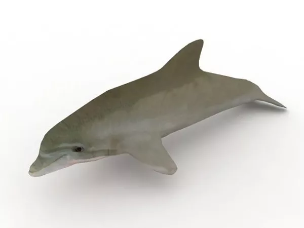 Bottlenose Dolphin Animal 3d model Bottlenose Dolphin Animal 3d model