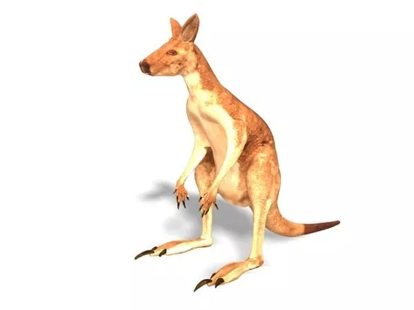 Cute Cartoon Baby Kangaroo 3d model