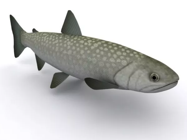 Sea Black Carp Fish 3d model Sea Black Carp Fish 3d model