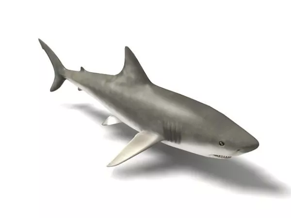 Ocean Shark Realistic 3d model