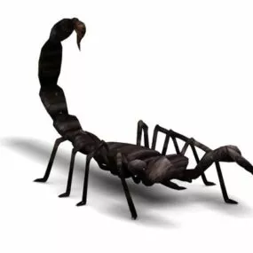 Black Scorpion Animal 3d model