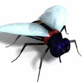 House Fly Animal 3d model