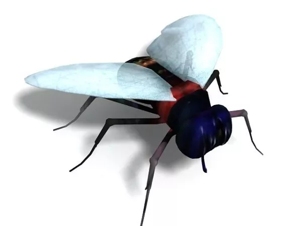 Cockroach Rigged 3d model