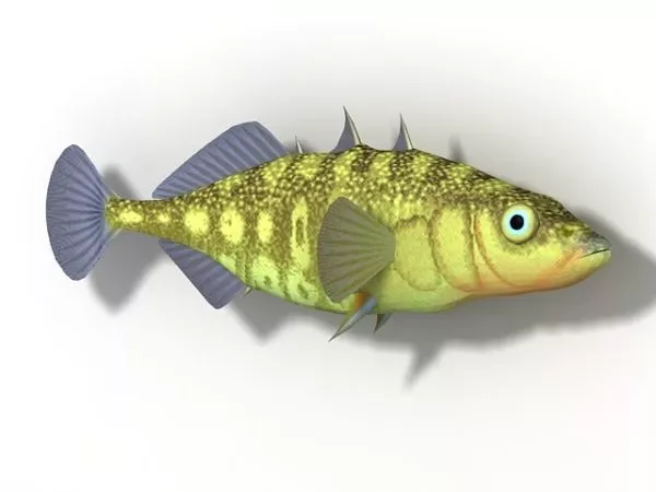 Animal Stickleback Fish 3d model Animal Stickleback Fish 3d model