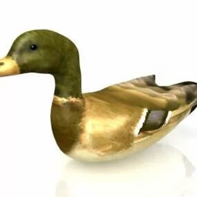 Animal Wild Duck 3d model