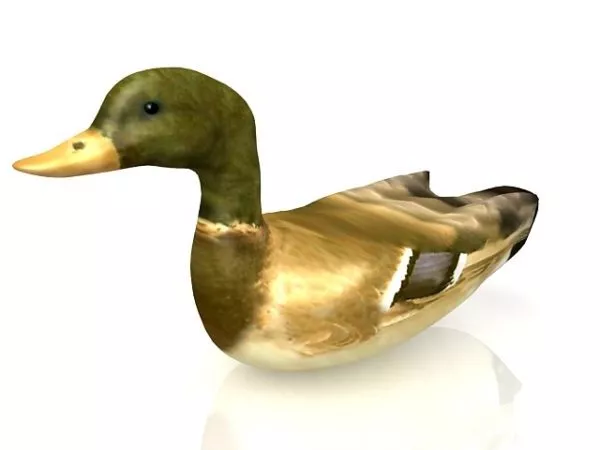 Baby Duck Animal, Duckling In Pond 3d model