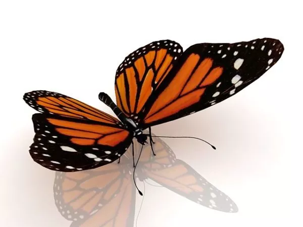Viceroy Butterfly Animal 3d model Viceroy Butterfly Animal 3d model