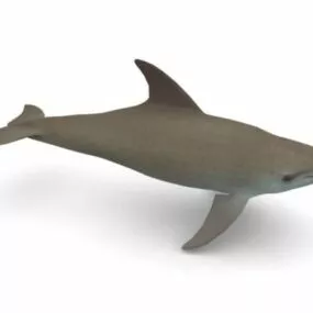 Bottlenose Dolphin Animal 3d model