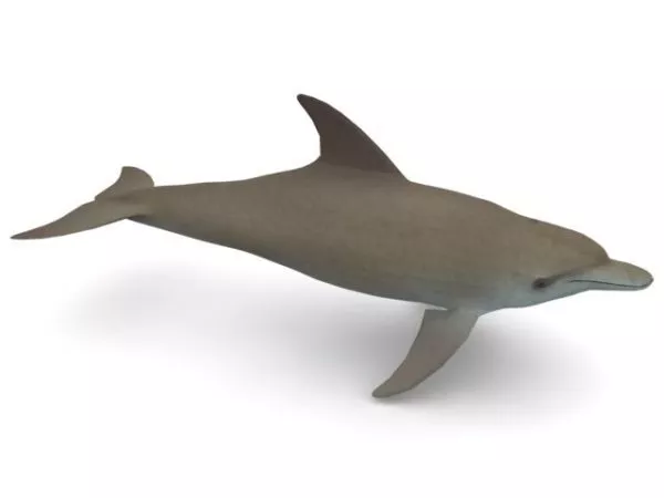 Bottlenose Dolphin Animal 3d model Bottlenose Dolphin Animal 3d model