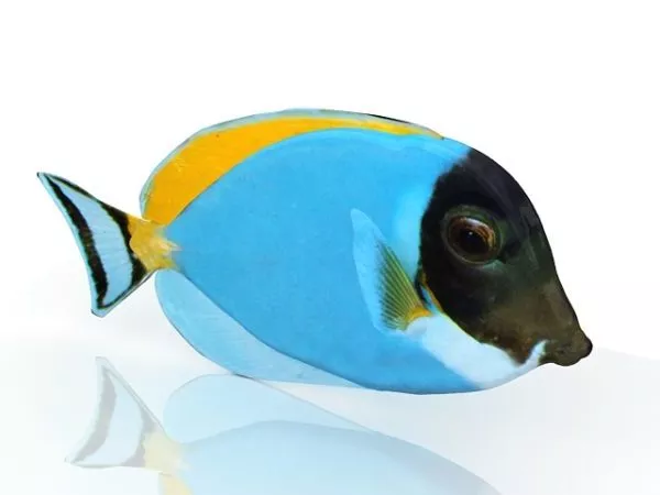Blue Sea Tang Fish 3d model