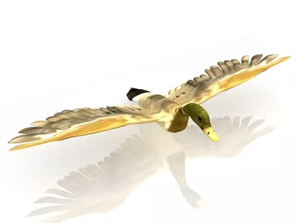 Wild Duck Animal 3d model Wild Duck Animal 3d model