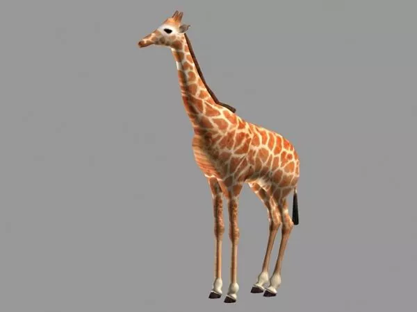 Adult Giraffe Animal 3d model Adult Giraffe Animal 3d model