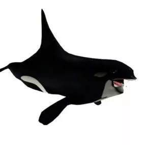 Killer Whale Animal 3d model
