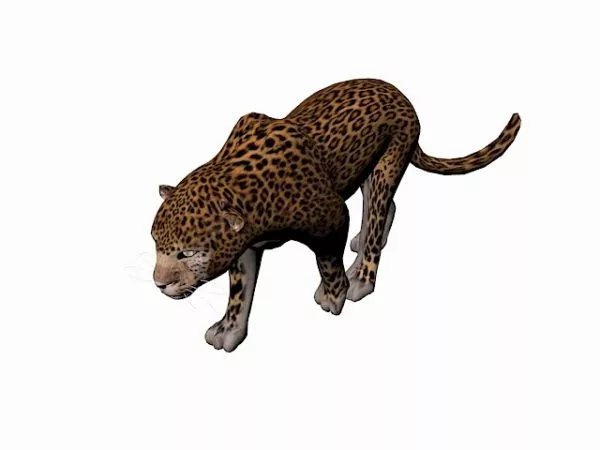 Realistic Indian Leopard 3d model