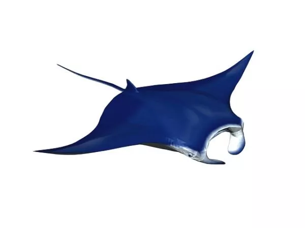 Deep Sea Fish 3d model