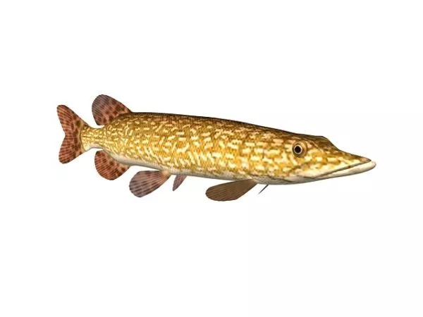 Northern Pike Fish Animal 3d model Northern Pike Fish Animal 3d model