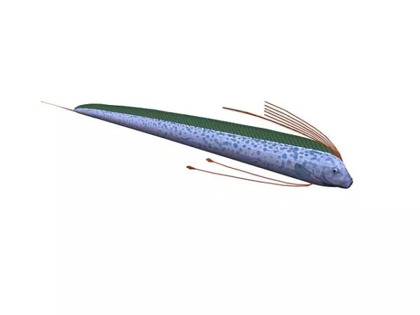 Giant Oarfish Fish Animal 3d model Giant Oarfish Fish Animal 3d model