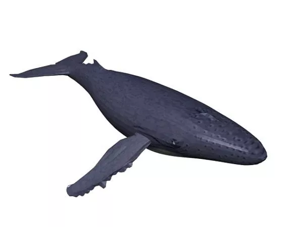 Blue White Fish 3d model