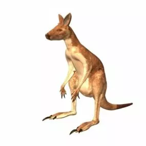 Antilopine Kangaroo Animal 3d model