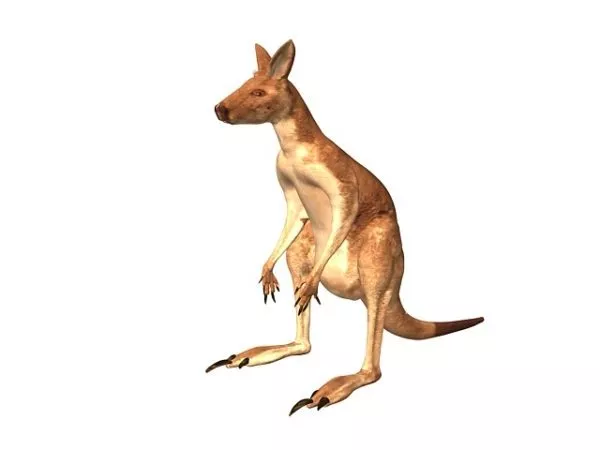 Antilopine Kangaroo Animal 3d model Antilopine Kangaroo Animal 3d model