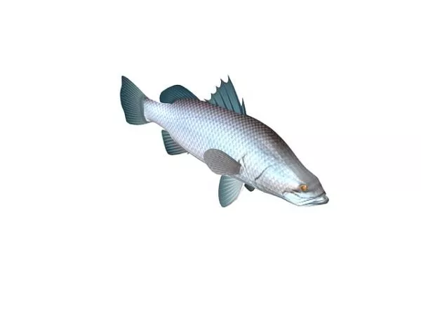 Barramundi Fish Animal 3d model Barramundi Fish Animal 3d model