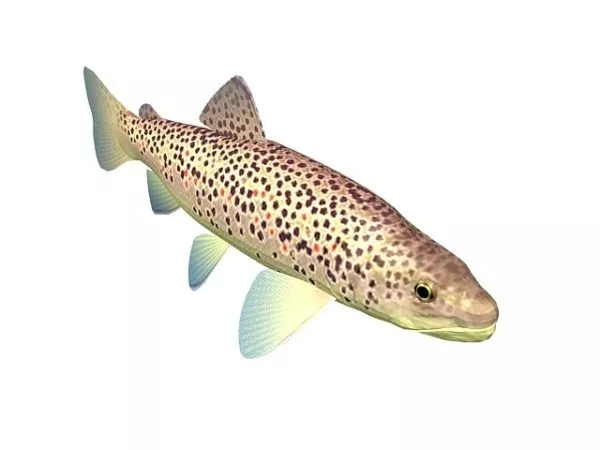 Red Turquoise Fish 3d model