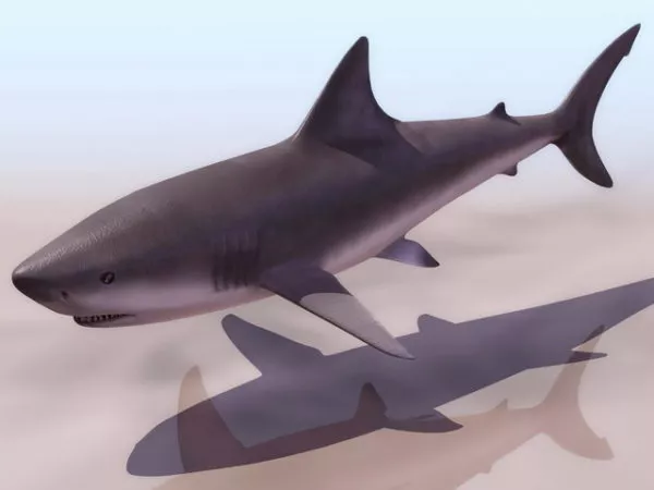 Giant Sea Humpback Whale 3d model