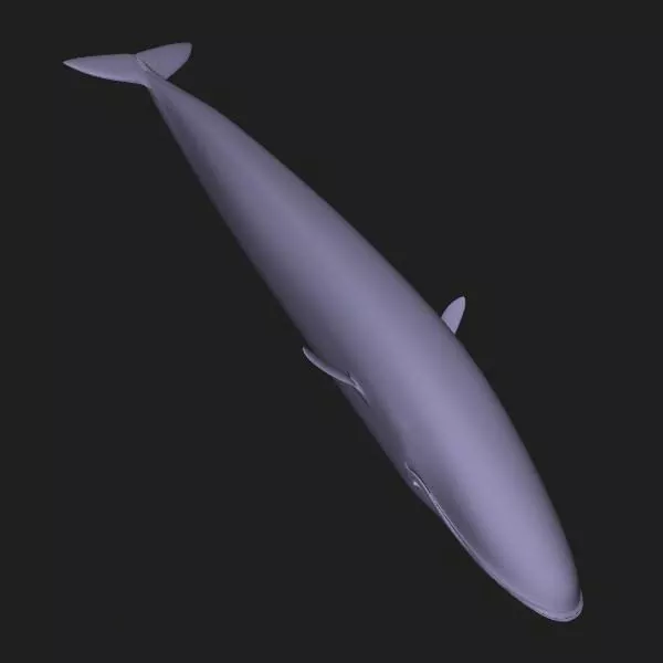 Giant Sea Humpback Whale 3d model