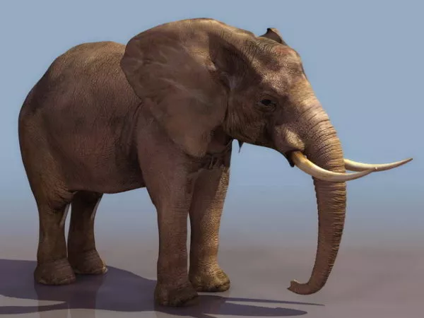 African Wild Elephant 3d model African Wild Elephant 3d model
