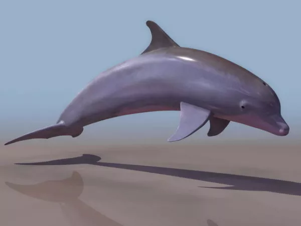 Ocean Dolphin Animal 3d model