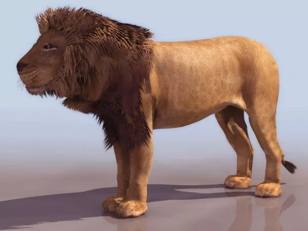 African Male Lion 3d model African Male Lion 3d model