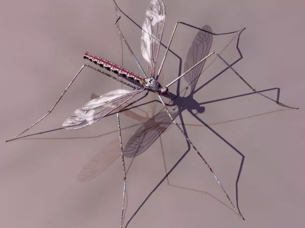 Mosquito 3d model Mosquito 3d model