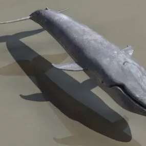 Animal Blue Whale 3d model