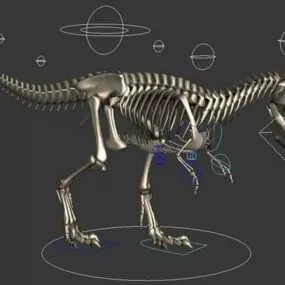 Tyrannosaurus Rex Skeleton 3d model