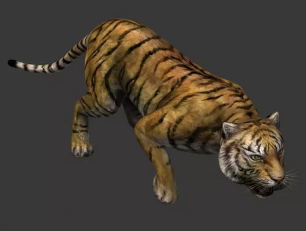 Asia Bengal Tiger 3d model Asia Bengal Tiger 3d model