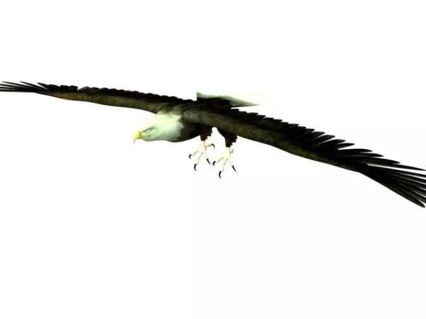 Wild Flying Hawk 3d model Wild Flying Hawk 3d model