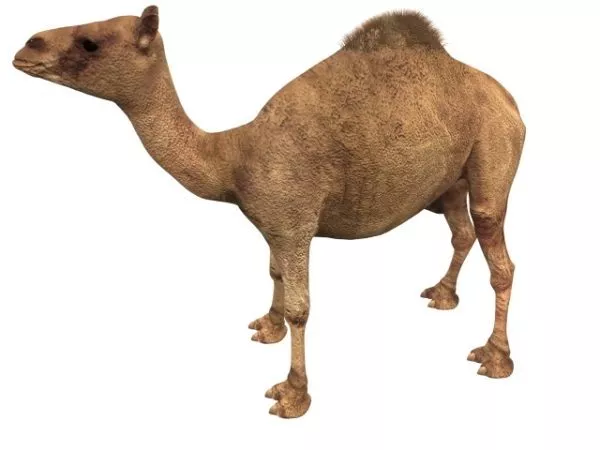 Animal Dromedary Camel 3d model Animal Dromedary Camel 3d model