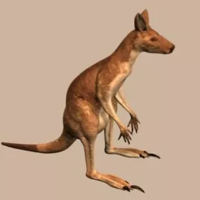 Animal Red Kangaroo 3d model