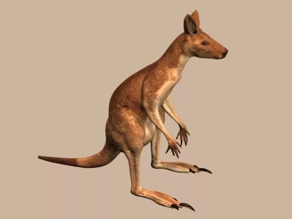 Cute Cartoon Baby Kangaroo 3d model