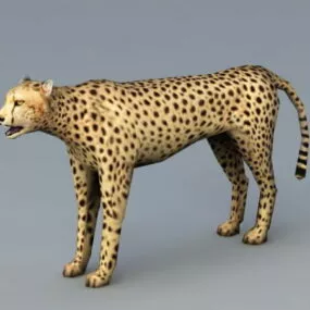 Acinonyx Jubatus Rig 3d model