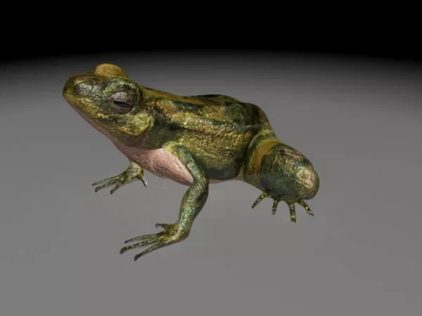 Frog Animal Realistic Style 3d model