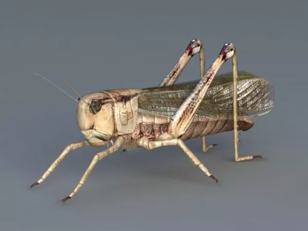 Migratory Locust 3d model