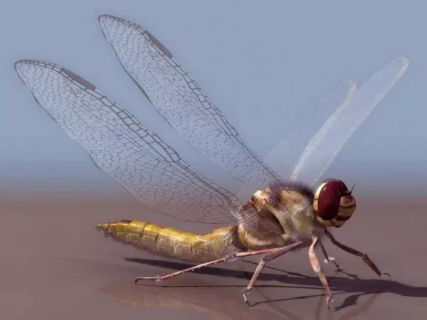 Realistic Yellow Dragonfly 3d model
