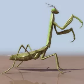 Mantis 3d model