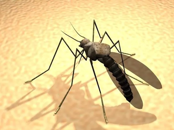 Fly Insect 3d model