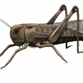 Africa Grasshopper 3d model