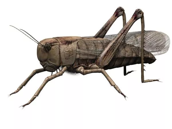 Migratory Locust 3d model